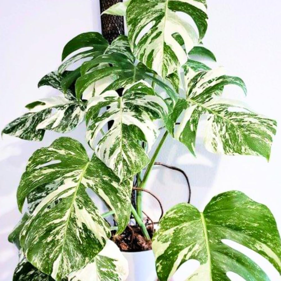 Philodendron Live Plant, Rare Variegated Houseplant for Home or Office, 5-8" Tall Tropical Indoor Plant (Variegated Philodendron Monstera Constellation)