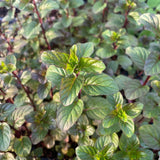 Fragrant Mint Plant Live, 4-6 Inches, Culinary Mint Herb for Indoor Outdoor Gardens (Orange Mint)