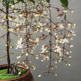 Wallichii Clerodendrum Live Plant 4–7″ Tall, Trailing Clerodendrum Vine, Fragrant Flowering Tropical Shrub