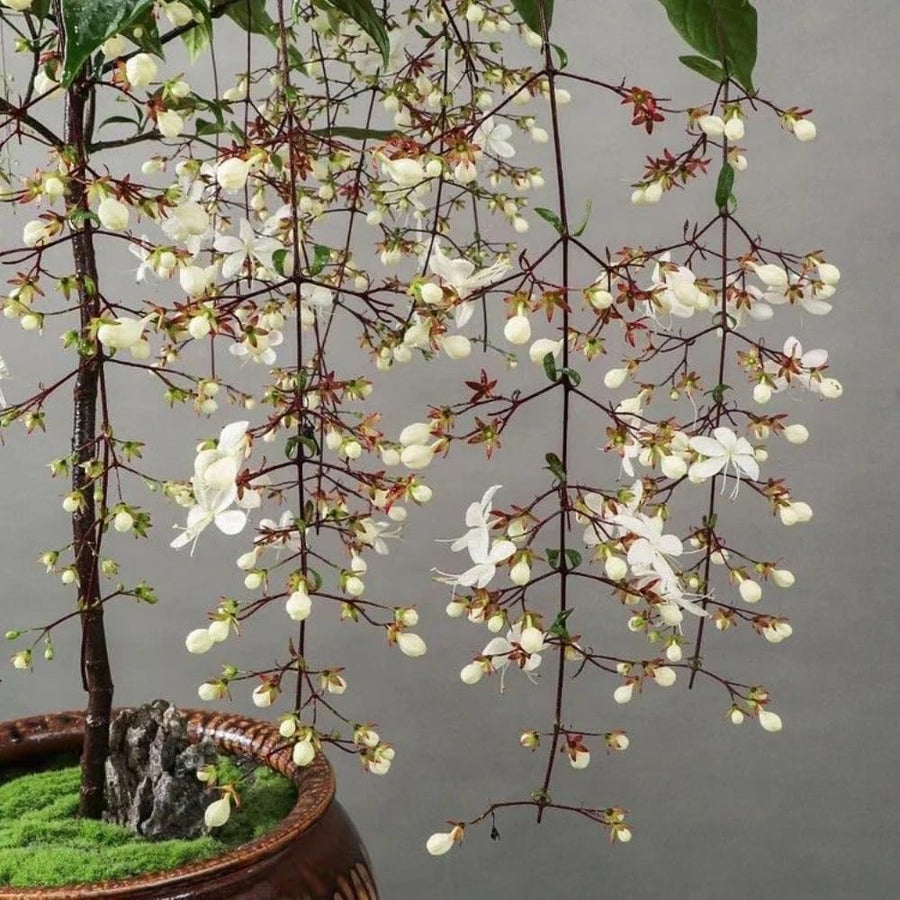Wallichii Clerodendrum Live Plant 4–7″ Tall, Trailing Clerodendrum Vine, Fragrant Flowering Tropical Shrub