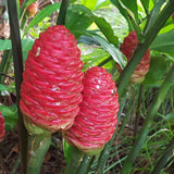 Shampoo Ginger Plant for Planting, Awapuhi Ginger Rhizome, 3–5 Inches Tall, Well Rooted, No Pot, Ready to Grow