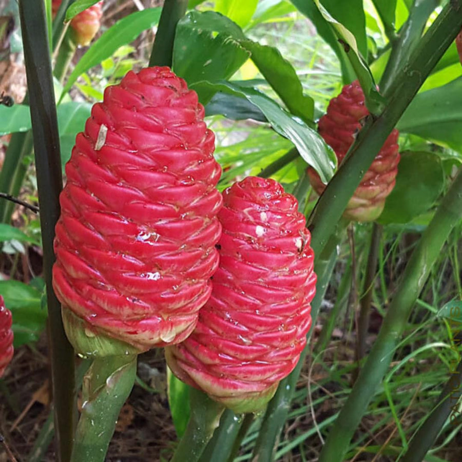Shampoo Ginger Plant for Planting, Awapuhi Ginger Rhizome, 3–5 Inches Tall, Well Rooted, No Pot, Ready to Grow