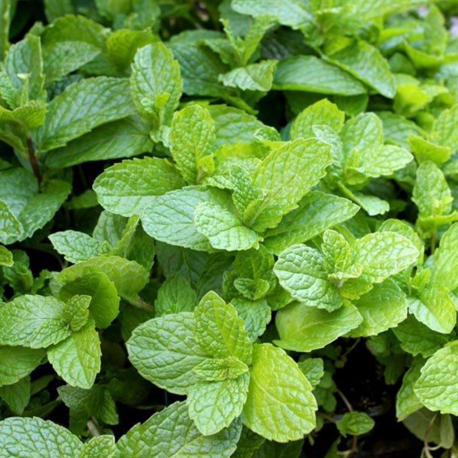 Fragrant Mint Plant Live, 4-6 Inches, Culinary Mint Herb for Indoor Outdoor Gardens (Peppermint)