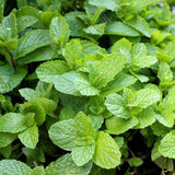 Fragrant Mint Plant Live, 4-6 Inches, Culinary Mint Herb for Indoor Outdoor Gardens (Peppermint)