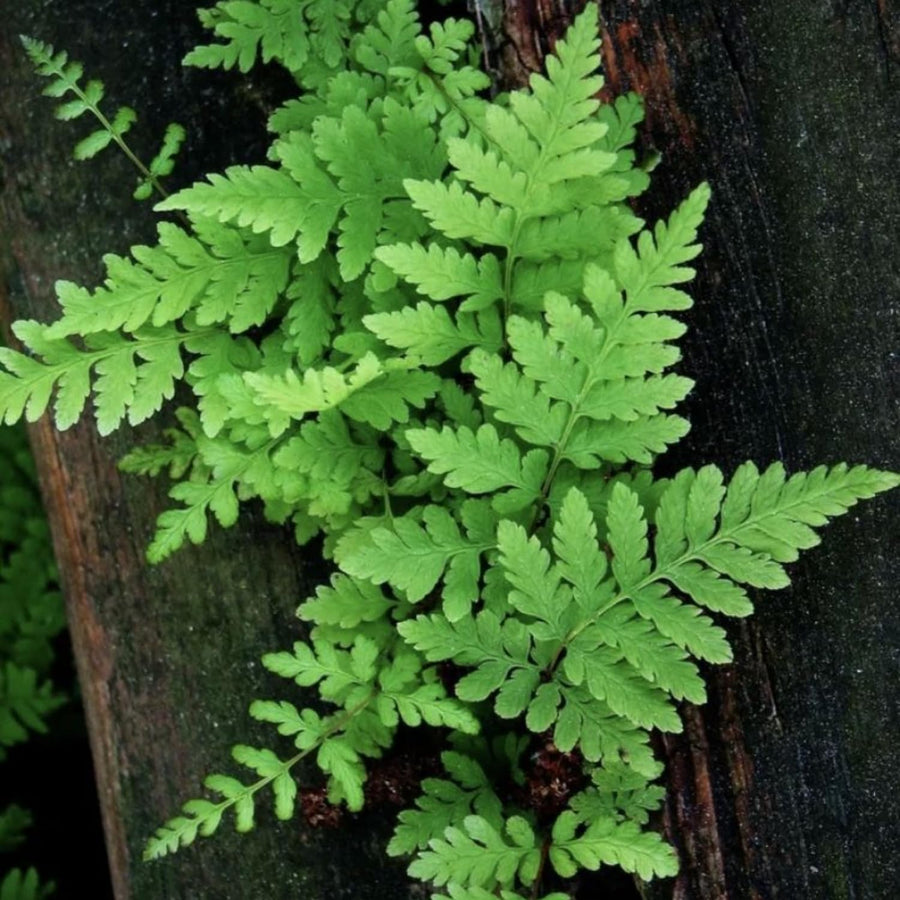 10 Hay Scented Fern Live Rhizomes, Shade Perennial Fern Plants for Outdoor Growing, Hardy, Fast Growing