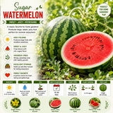 Sugar Watermelon Plant Live, Watermelon Vine Plant, 4 Inches Tall in 3.5 Inch Pot, Sweet Fruit, Fast Growing for Garden Growing