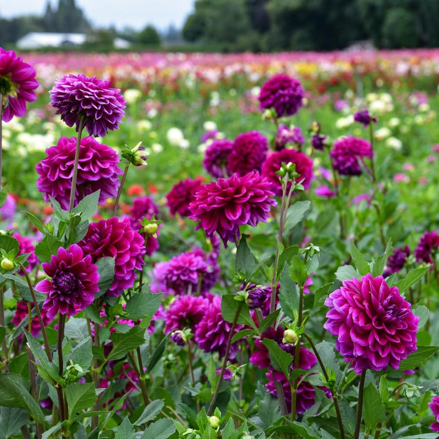 Dahlia Clump for Planting, Purple Dahlia Flower for Summer Blooms, Large and Vibrant Flowers, Suited for Zones 8 to 11