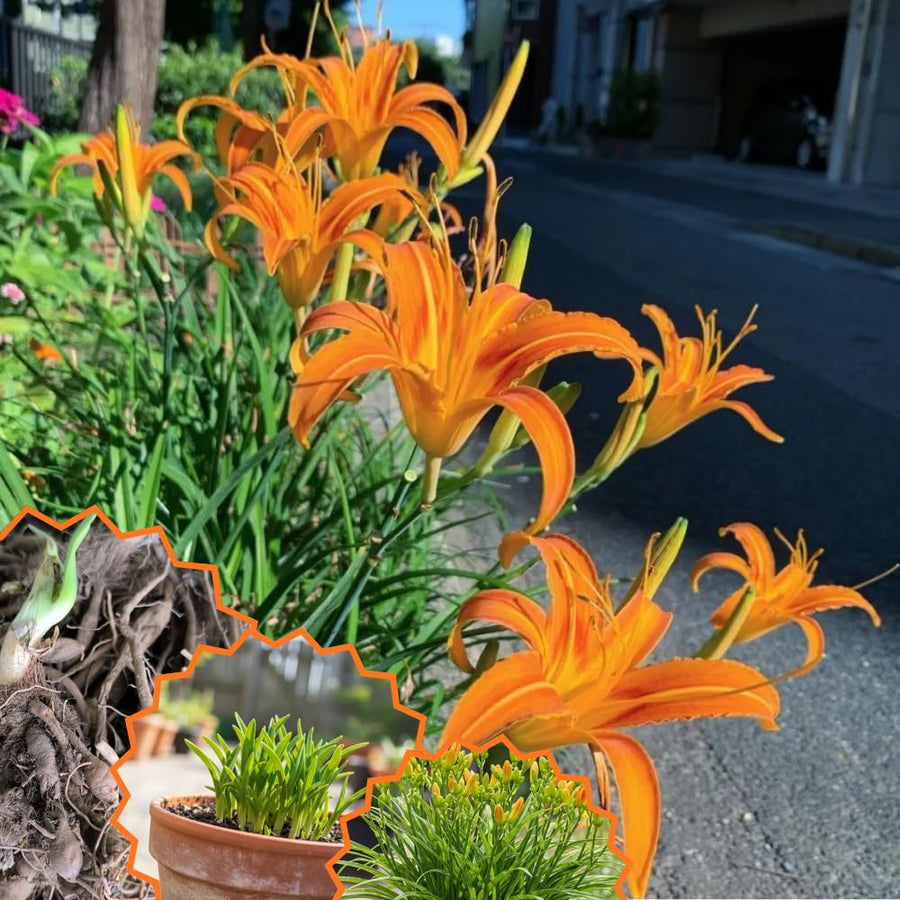 5 Orange Daylily Bulbs for Planting – Summer Hardy Daylilies for Garden Beds, Borders, and Outdoor Landscaping, Reblooming Perennial Flower Roots