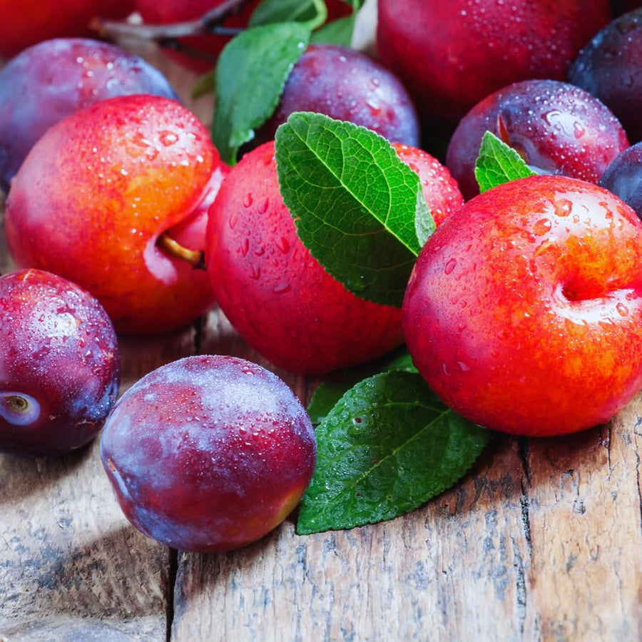 24 Red Plum Tree Live Plants Cuttings, Plum Plant Live Cuttings for Gardening, 6 to 8 Inc Tall, Not Rooted