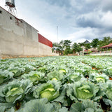 Pack 500 Cabbage Seeds for Garden Vegetable, Green Cabbage Seed, Ready for Planting in Zones 3 to 10