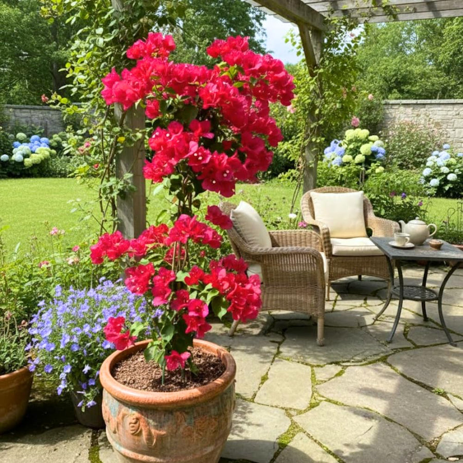 Red Bougainvillea Plant Live, Bougainvillea Live Plant, 5 to 7 Inches Tall, Vibrant Long Lasting Blooms, Ideal for Trellis, Landscape and Outdoor Garden