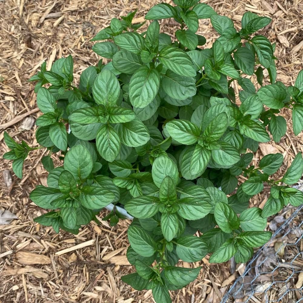 Orange Mint Plant in 3.5'' Pot, Fragrant, Hardy, Perennial Herbs for Planting Indoor Outdoor