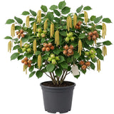 6-12" Chestnut Tree Live Plant – 1 Quart Pot, Hardy Nut Tree for Garden, Patio, or Outdoor Planting, Well-Rooted Starter Tree