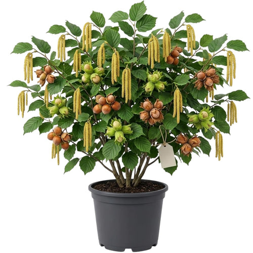 6-12" Chestnut Tree Live Plant – 1 Quart Pot, Hardy Nut Tree for Garden, Patio, or Outdoor Planting, Well-Rooted Starter Tree