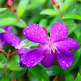 2 Purple Tibouchina Plants Live, 5-9" Tall, Ornamental Tibouchina Glory Shrub for Planting Indoor Outdoor, Princess Flower