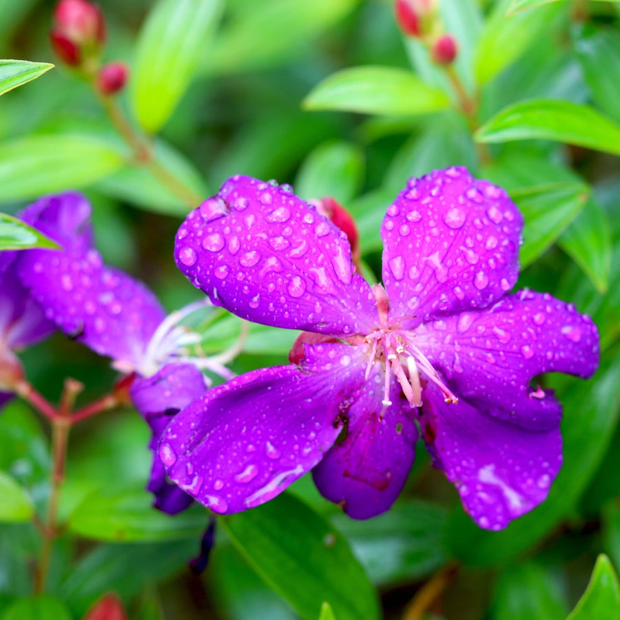 2 Purple Tibouchina Plants Live, 5-9" Tall, Ornamental Tibouchina Glory Shrub for Planting Indoor Outdoor, Princess Flower