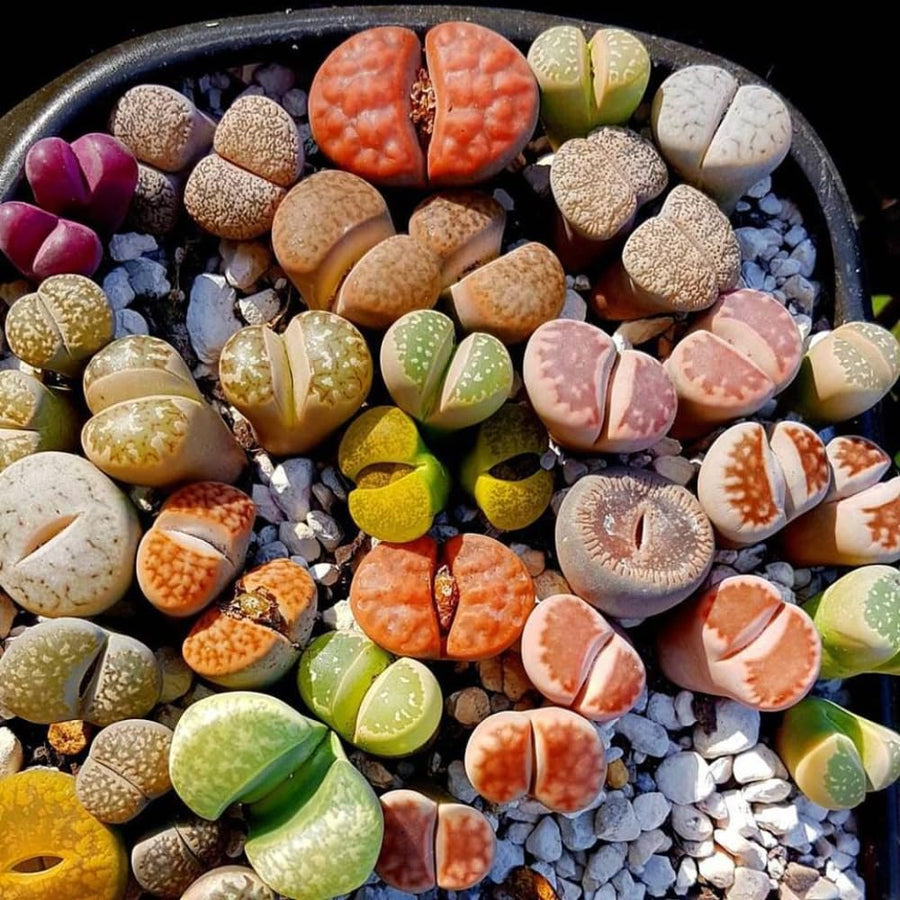20 Large Mix Lithops Live Plants, Colorful Lithops Succulents Plants Live, Living Stones Succulent Indoor Outdoor Plant, Bare Root Without Pot and Soil