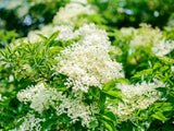 Pack 3 American Elderberry Trees Live Plants for Planting, Sambucus Canadensis Black Elderberry Bush Live Plants, Elderberry Plants Live 6-12 Inch Tall, Sweet Elderberries Fruit Trees, Bareroots