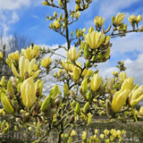 Yellow Magnolia Plant Live, 6-12 Inch Tall, Magnolia Tree in 2.5” Pot, Flowering Ornamental Tree
