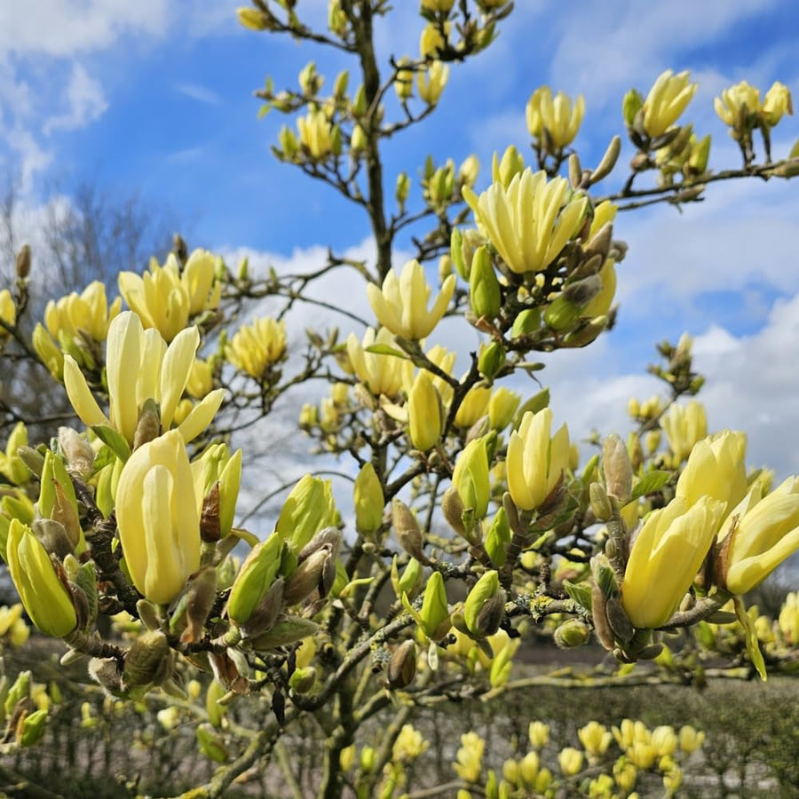 Yellow Magnolia Plant Live, 6-12 Inch Tall, Magnolia Tree in 2.5” Pot, Flowering Ornamental Tree