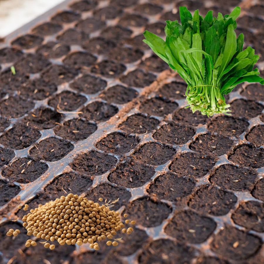 Set 500 Culantro Seed for Planting, Culantro Herb Seed, Vegetable Herb Plant, Ready for Growing