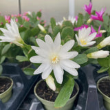 Easter Cactus Plants Live, Easter Cactus - 4 to 6 Inch Tall Houseplant Succulent Cactus Flower Plants, No Pot (White Flowers)