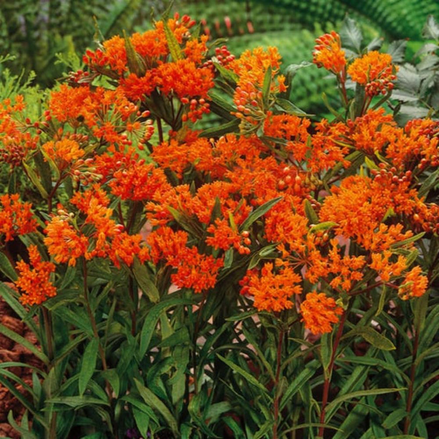 2 Butterfly Milkweed Plants Live, Asclepias Tuberosa Plant, Orange Milkweed Flower Plant for Planting Indoor Outdoor Garden