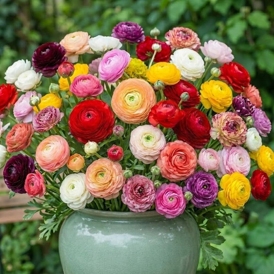 Ranunculus Bulbs, 25 Ranunculus Bulbs, French Peony Style Buttercup Corms, Spring Blooming Garden Flowers, Vibrant Flower Plant (Mix Ranunculus)