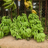Cavendish Banana Plant Live, Dwarf Banana Tree Well Rooted 2-3 Feet Tall, Sweet Bananas Fruit Tree, Ready to Grow Indoor Outdoor