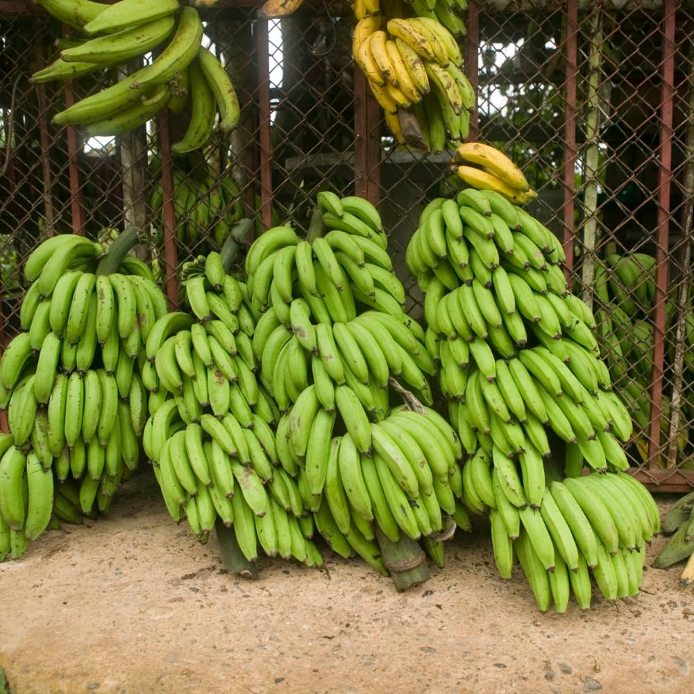Cavendish Banana Plant Live, Dwarf Banana Tree Well Rooted 2-3 Feet Tall, Sweet Bananas Fruit Tree, Ready to Grow Indoor Outdoor