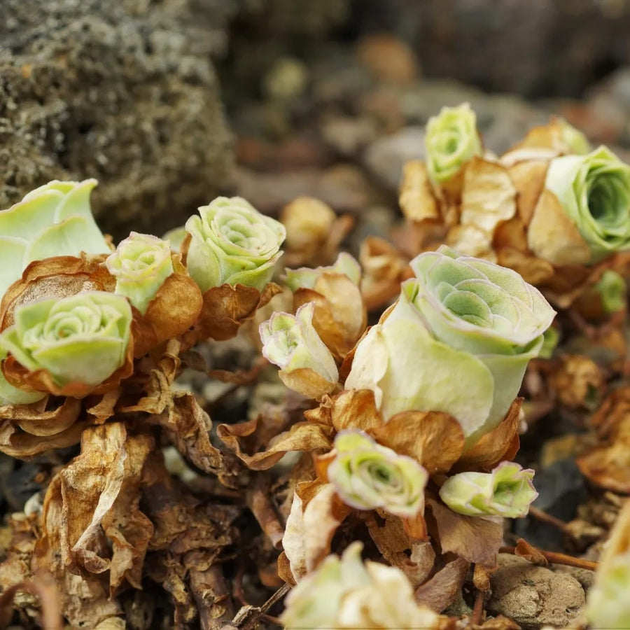 Live Mountain Rose Sucuclent, Rare Succulents Plants Live in 2 Inch Pot, Houseplant Rose-Shaped Succulents Plant for Planting Indoors Garden, Containers