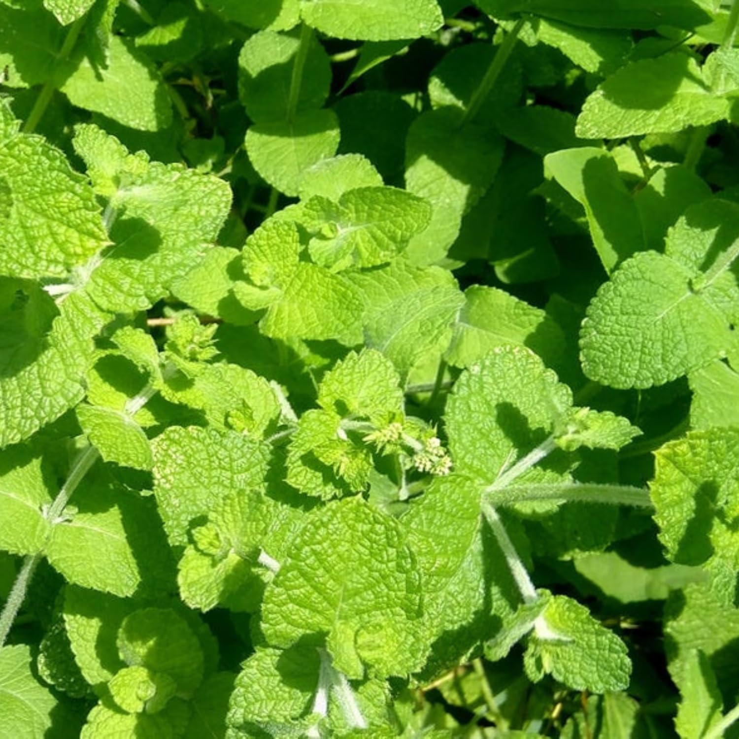 TANKDA Sets 2 Live Mint Plants Herb in 3.5" Pot, Fresh Random Mint for Indoor Outdoor Growing, Spring Planting, 5-9" in Tall