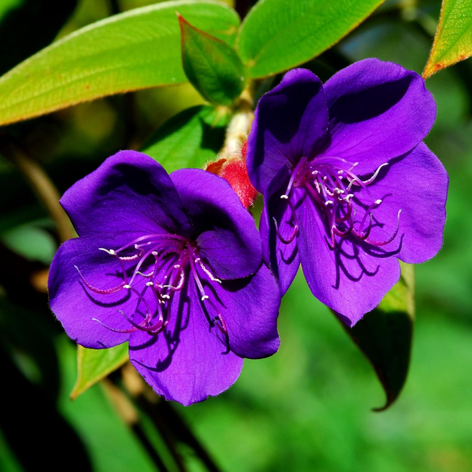 2 Purple Tibouchina Plants Live, 5-9" Tall, Ornamental Tibouchina Glory Shrub for Planting Indoor Outdoor, Princess Flower