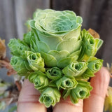 Pack 2 Mountain Rose Cactus Live Plants, Very Rare Succulent with Rose Shape and Green Color in 2" Pot, Stater Plant