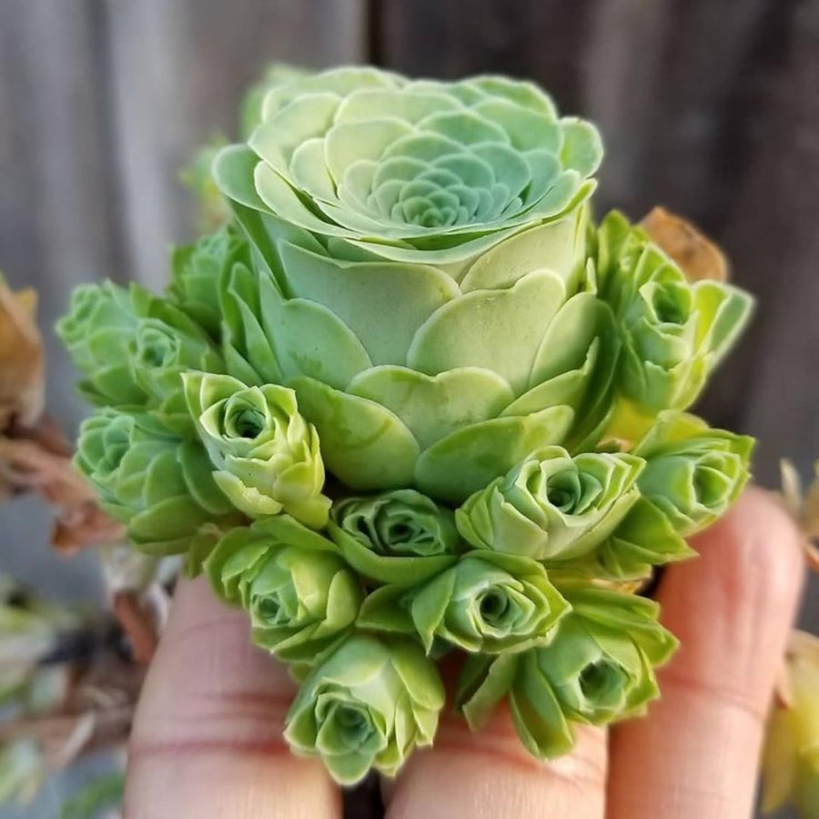 Mountain Rose Cactus Live Plant, Very Rare Succulent Live Plant in 2" Pot, Stater Plant