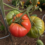 400 Beefsteak Tomato Seeds for Planting, Tomato Seeds, Heirloom Vegetable Seed, Sweet Tomatoes for Container and Outdoor Planting