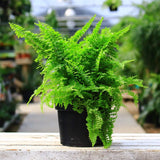 10 Lady Fern Roots for Planting, Live Fern Plants, 4–6 Inches Tall, Hardy Indoor & Outdoor Planting for Garden, Patio, or Terrarium