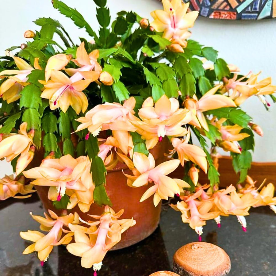 2 Christmas Cactus Plants Live, Holiday Blooming Indoor Plants Live Houseplants, Hanging Baskets Easy Care, Well-Rooted 5-8" Tall, No Pot, Bareroots, Single Stems (Purple Christmas Cactus)