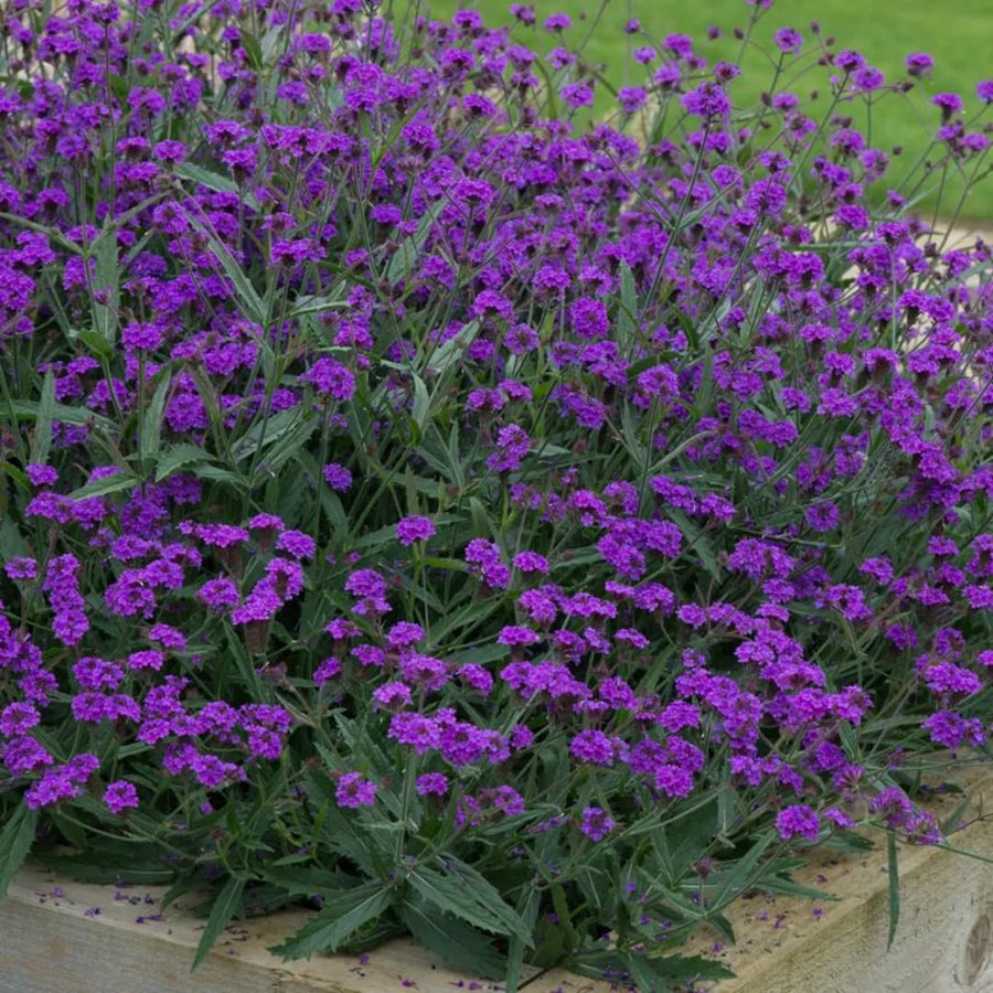 Perennial Purple Verbena Plants Live, Sets 6 Plants Verbena for Planting, No Pot, Size 5-9 Inc Tall, Spring Plants Verbena for Trailing Basket, No Pot