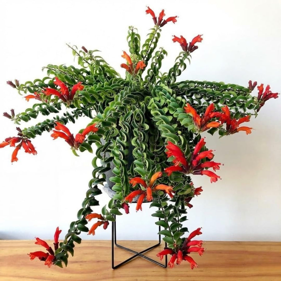 Well-Rooted Curly Lipstick Plant Live for Indoor Hanging Baskets, Aeschynanthus Twisted Lipstick Houseplant in 4" Pot, Lipstick Live Plants