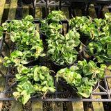 Hoya Hindu Rope Plant, Hoya Plants Live Houseplants, 4 Inch Pot, 4-7 Inches Tall, Trailing Houseplant for Indoor Décor and Hanging Baskets