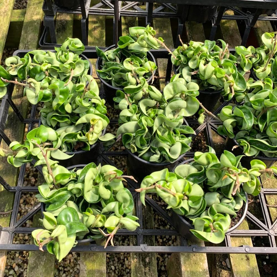 Hoya Hindu Rope Plant, Hoya Plants Live Houseplants, 4 Inch Pot, 4-7 Inches Tall, Trailing Houseplant for Indoor Décor and Hanging Baskets