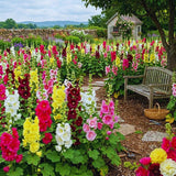 Set 2 Mix Double Hollyhock Plants Live Bare Roots, Hollyhock Flower Live Plant Well Rooted, Annual Flower, 4 to 7'' Long