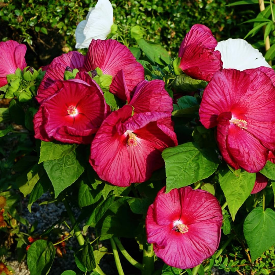Hibiscus Flower Plant, Hibiscus Plants Live, Giant Red, Zone 10 to 12, Size 5 to 7 Inch Tall