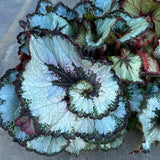 Combo 3 Rare Begonia Angel Wing Plants Live, Begonia Maculata Live Plant, Begonias Live Plants Outdoor, 4 to 8 Inc Tall