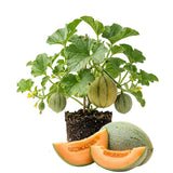 2 Hales Melon Plants Live, Sweet Yellow Melon Variety in 4'' Pot, 4-6 Inch Tall Starter Plants, Edible Fruit for Outdoor Garden, Ready to Grow