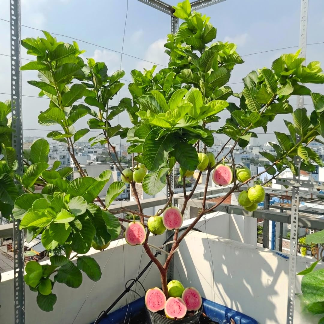 Live Pink Guava Tree Plant in Pot, 7-12" in Tall, Sweet Tropical Fruit Tree, Zones 9-11, Fast-Growing Guava Seedling