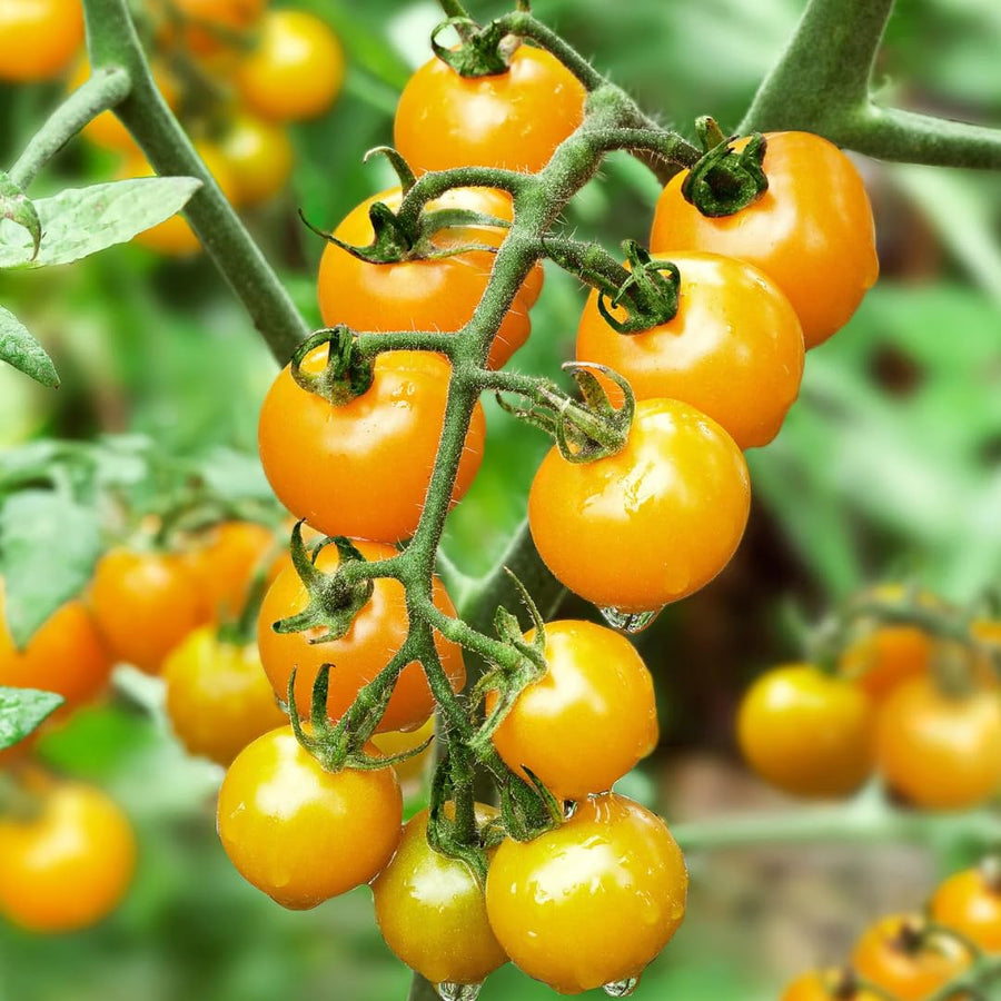 Lot 4 Tomato Plants Live for Planting Outdoors, Large and Juicy Tomatoes, Well Rooted, 6 to 8 Inch - Sun Sugar Tomato