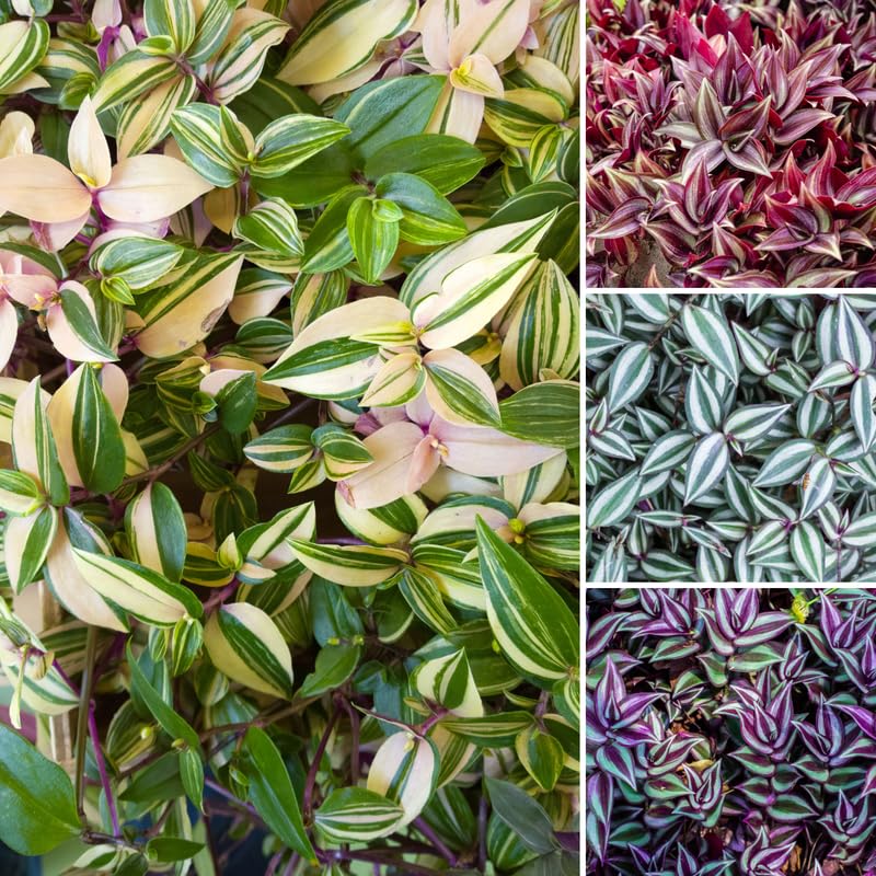 3 Mixed Wandering Jew Live Plants 3-5 Inches, Tradescantia Indoor Plants, Colorful Trailing Houseplant Potted