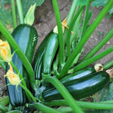 50 Green Zucchini Seeds for Planting, Summer Squash Vegetable Seeds, Garden Seeds for Outdoor Growing
